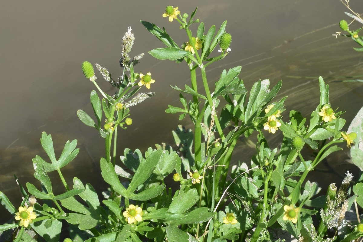 Изображение особи Ranunculus sceleratus.