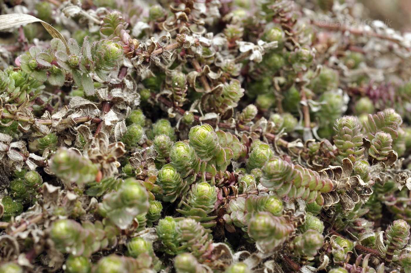 Изображение особи Cruciata taurica.