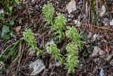 Petasites albus. Цветущие растения. Краснодарский край, Сочи, Хостинский р-н, ущ. р. Хоста, Тисово-самшитовая роща, смешанный лес, каменистый участок склона. 10.03.2025.