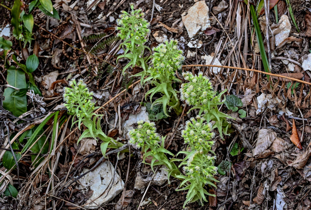 Image of Petasites albus specimen.