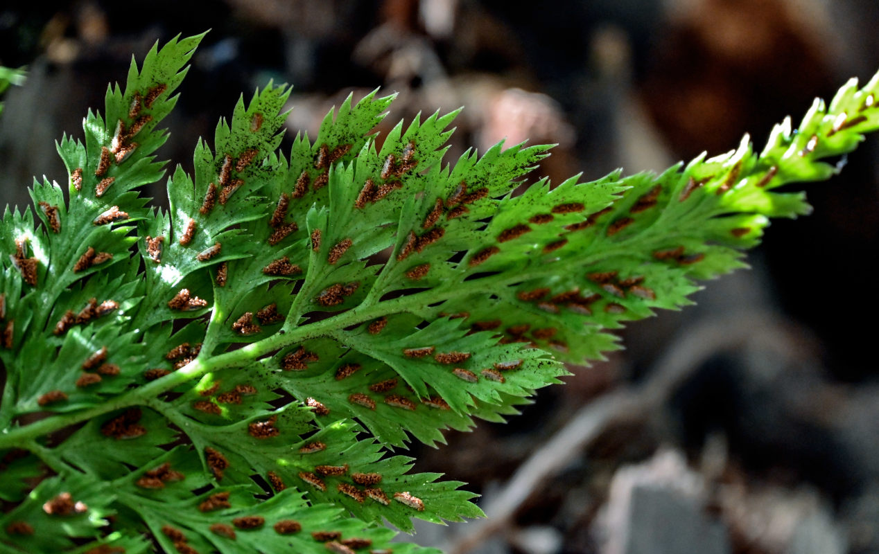 Image of Asplenium adiantum-nigrum specimen.