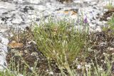 род Asperula