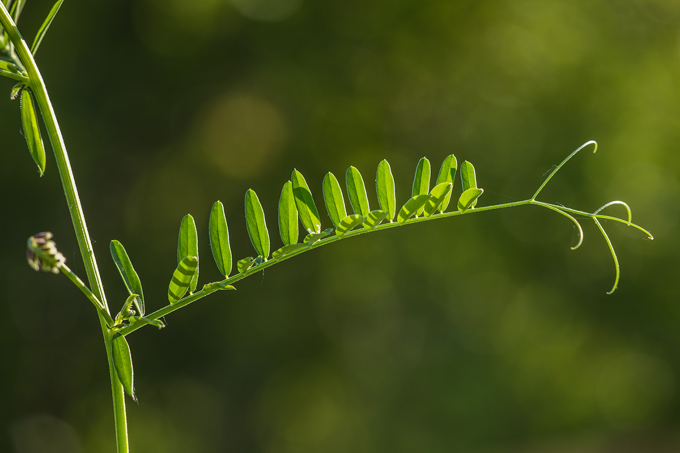 Image of Vicia cracca specimen.