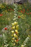 genus Verbascum
