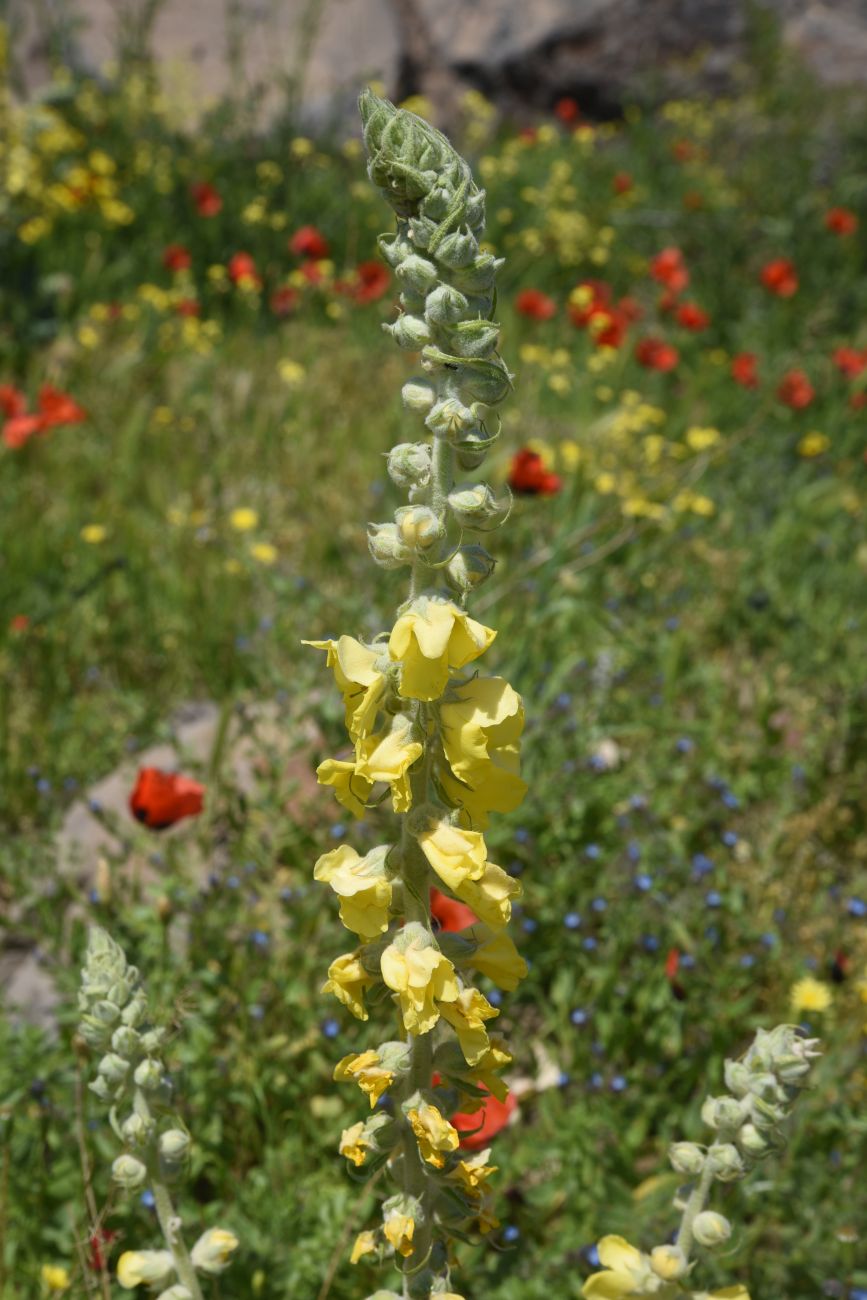 Image of genus Verbascum specimen.