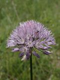 Allium maximowiczii. Верхушка побега с соцветием. Хабаровский край, г. Комсомольск-на-Амуре, дол. ручья Тёплый ключ, зарастающий пустырь. 27.06.2025.