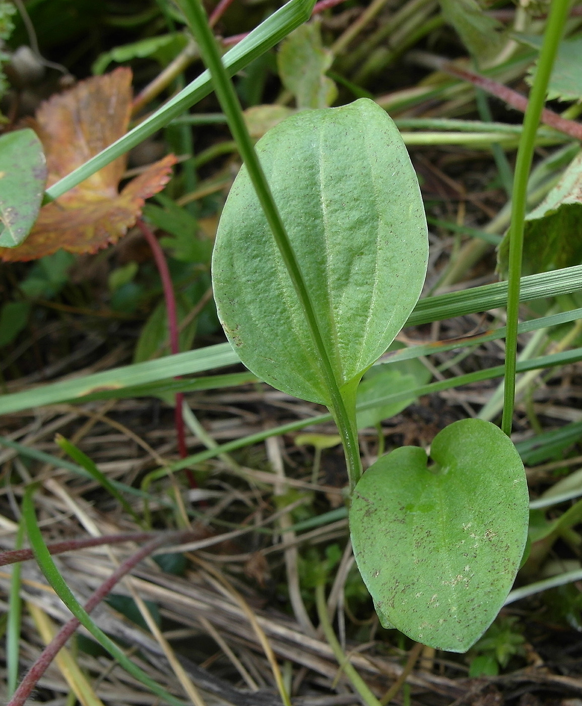 Изображение особи Parnassia laxmannii.
