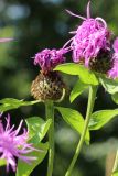 Centaurea phrygia. Верхушка побега с развивающимся соцветием. Санкт-Петербург, Старый Петергоф, парк \"Сергиевка\", поляна среди хвойно-широколиственного леса, сыроватый разнотравно-злаковый луг. 27.07.2025.