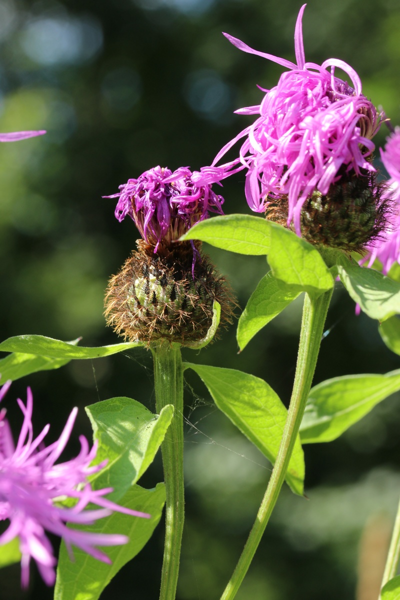 Image of Centaurea phrygia specimen.