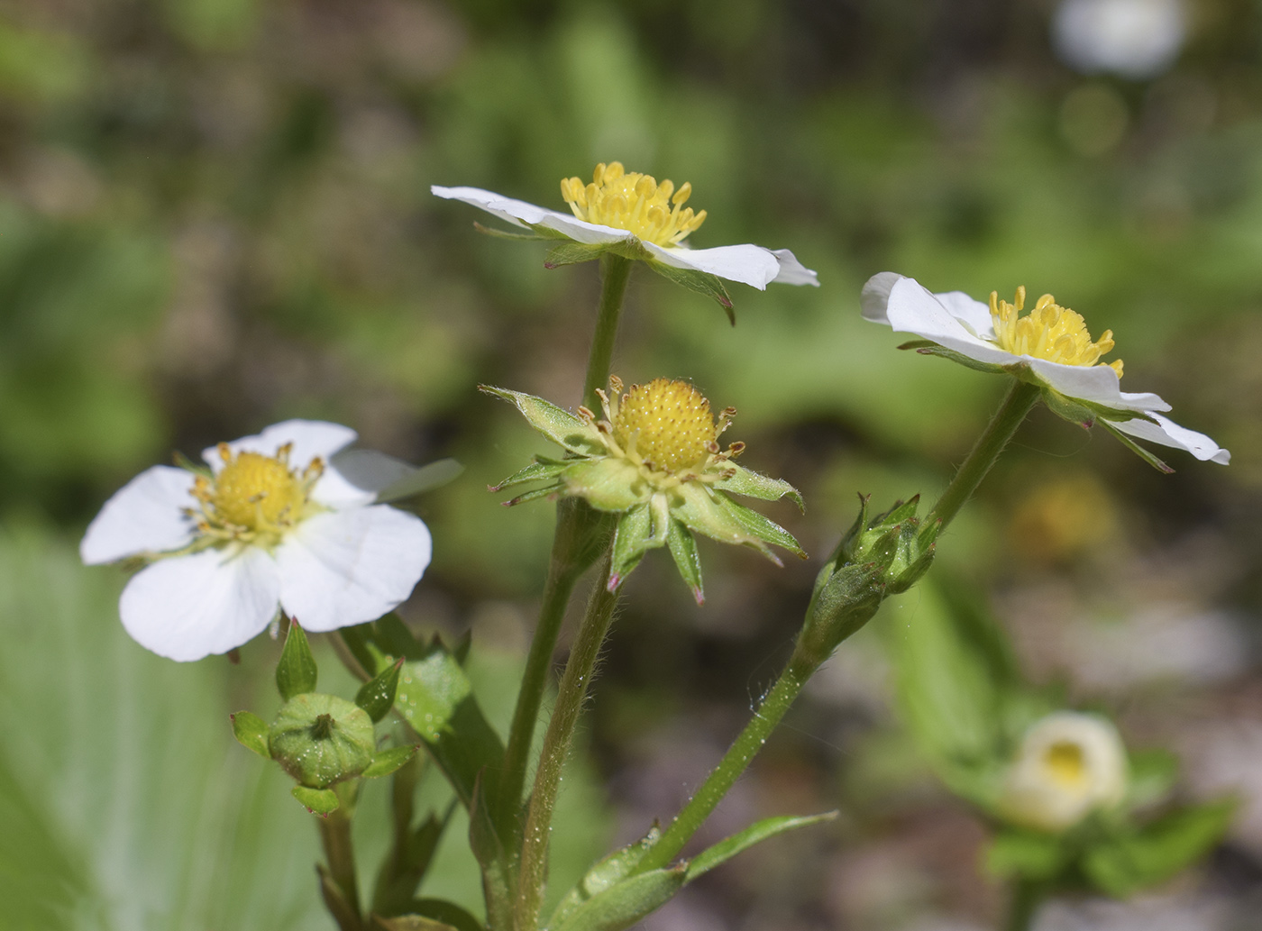 Image of Fragaria vesca specimen.
