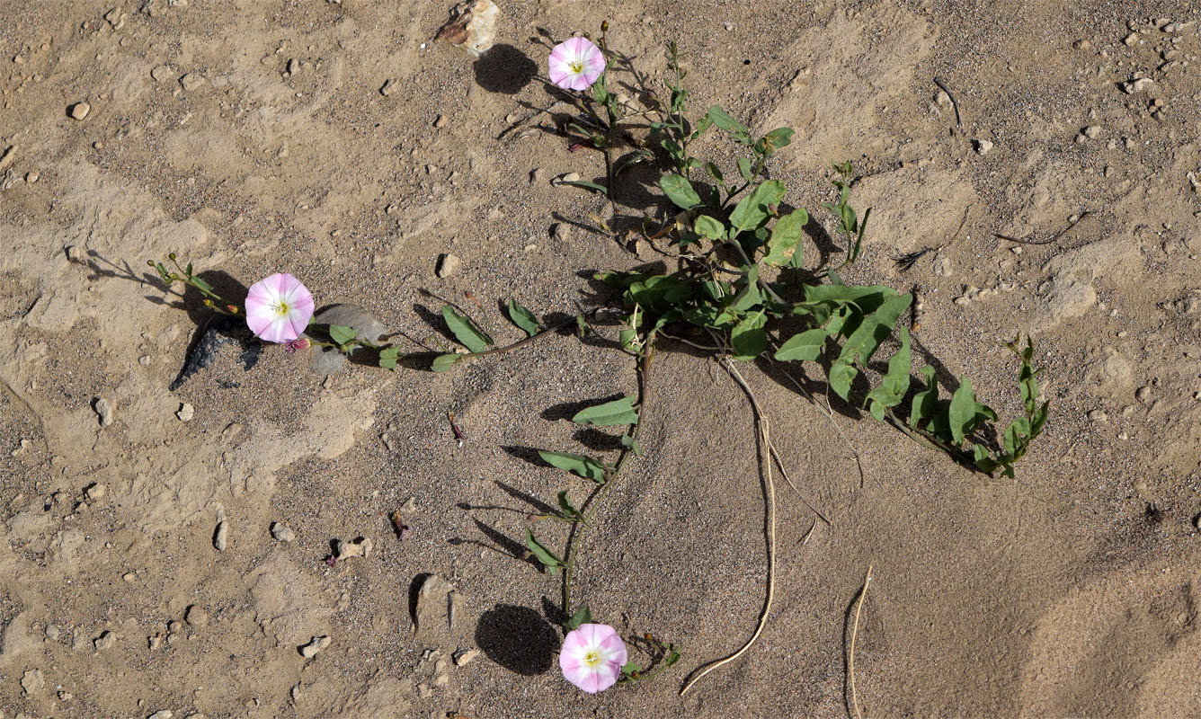 Изображение особи Convolvulus arvensis.