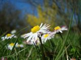 Bellis perennis