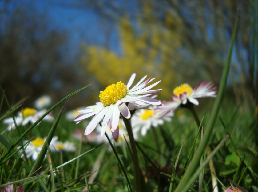 Изображение особи Bellis perennis.