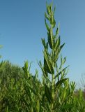 Dittrichia viscosa