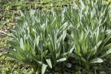 Allium rosenbachianum