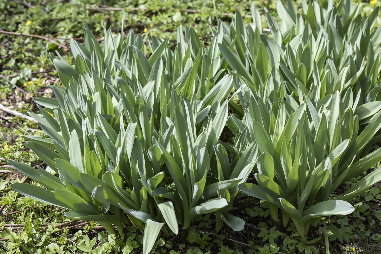 Изображение особи Allium rosenbachianum.