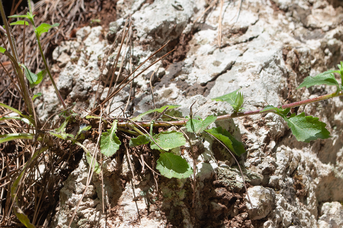 Image of genus Campanula specimen.