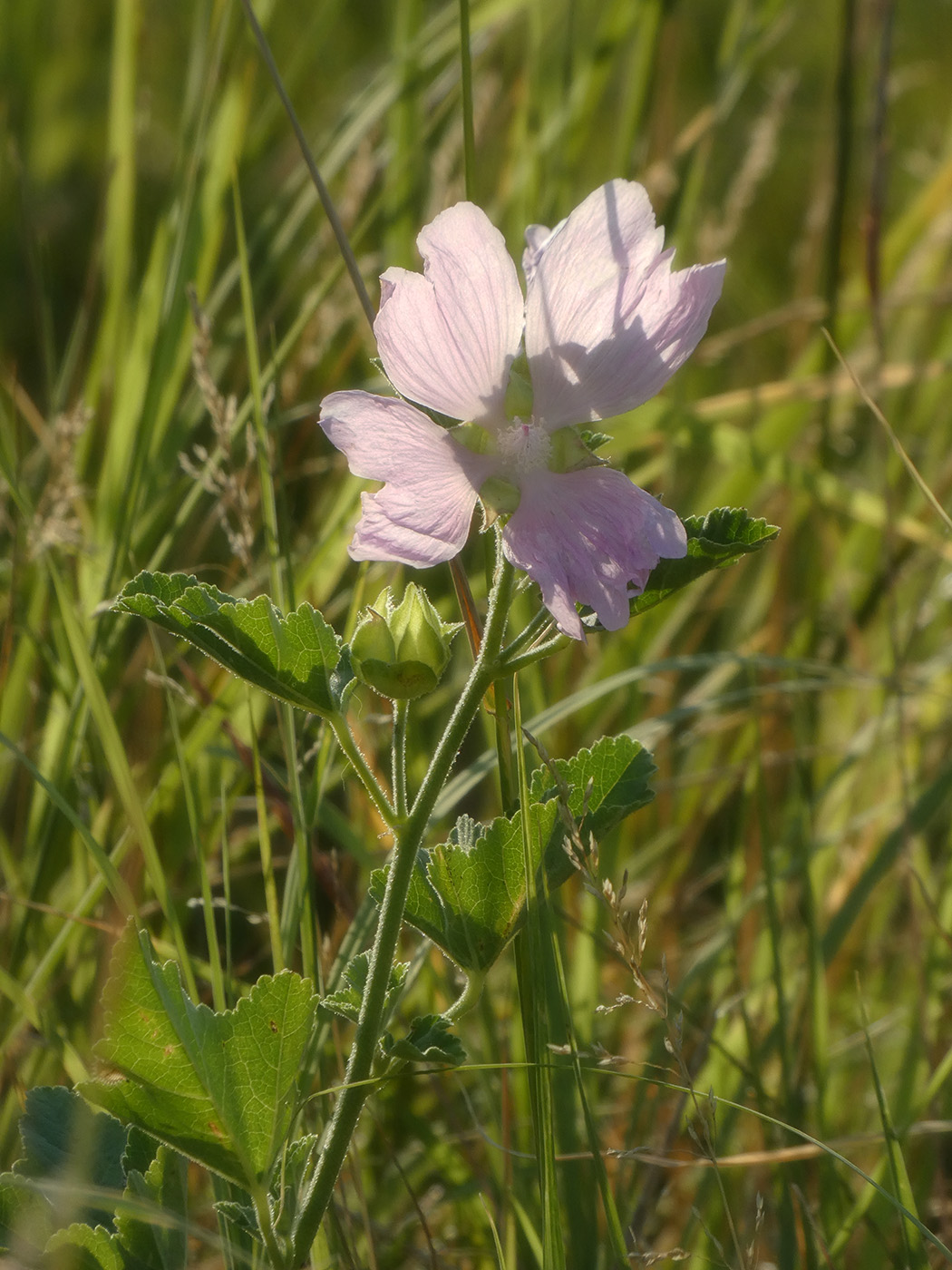 Image of Malva thuringiaca specimen.