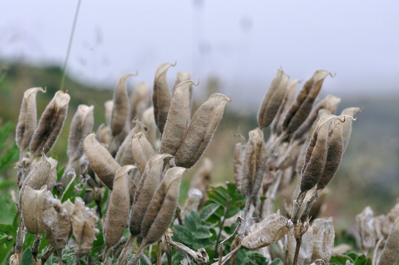 Image of familia Fabaceae specimen.