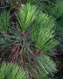 Изображение особи. Автор - Марина Скотникова