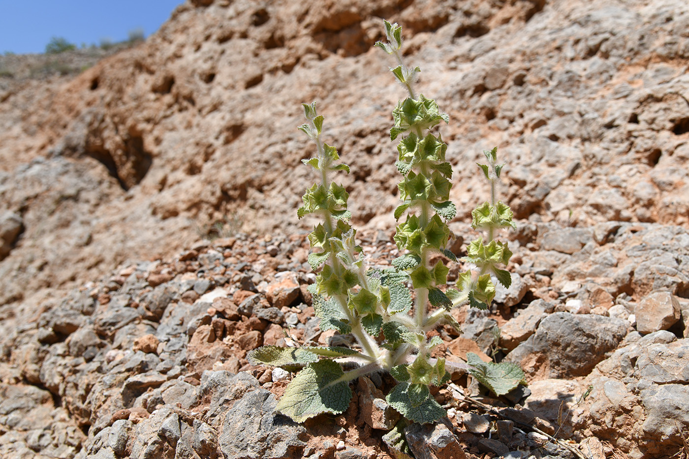 Image of Eremostachys isochila specimen.