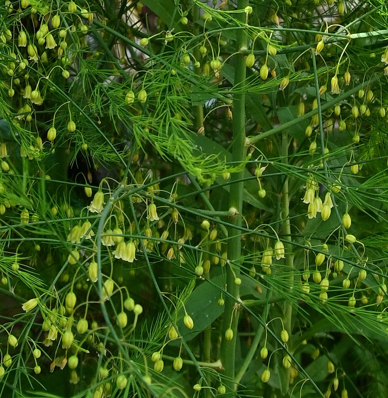 Image of genus Asparagus specimen.