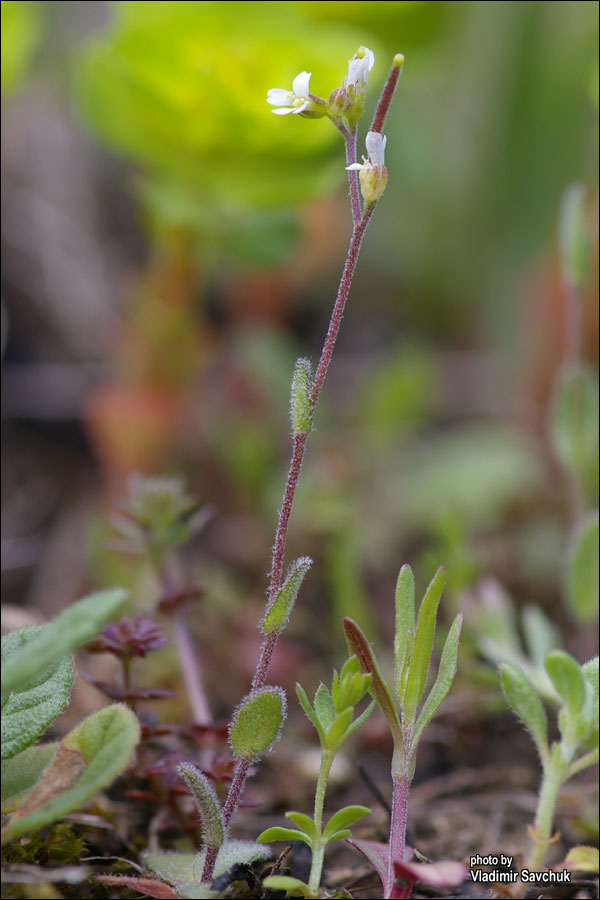 Изображение особи Arabis auriculata.