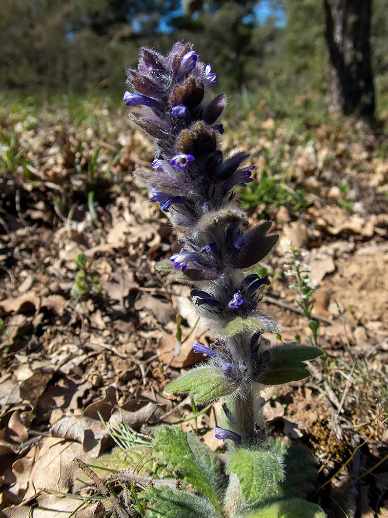 Image of Ajuga orientalis specimen.