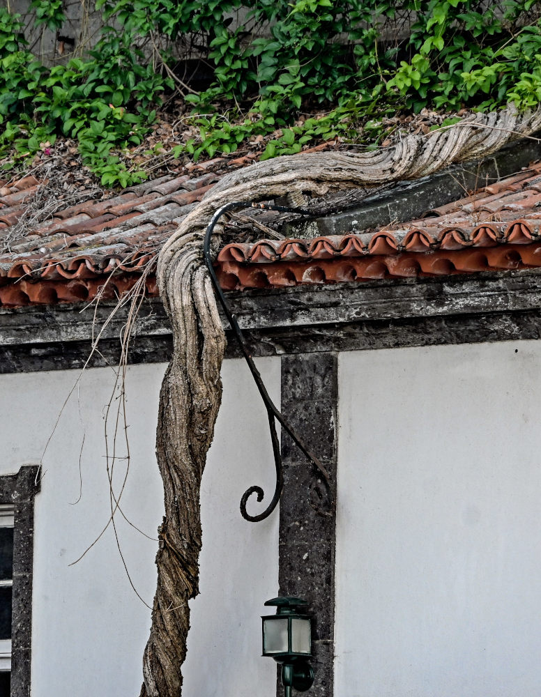 Изображение особи Distictis buccinatoria.