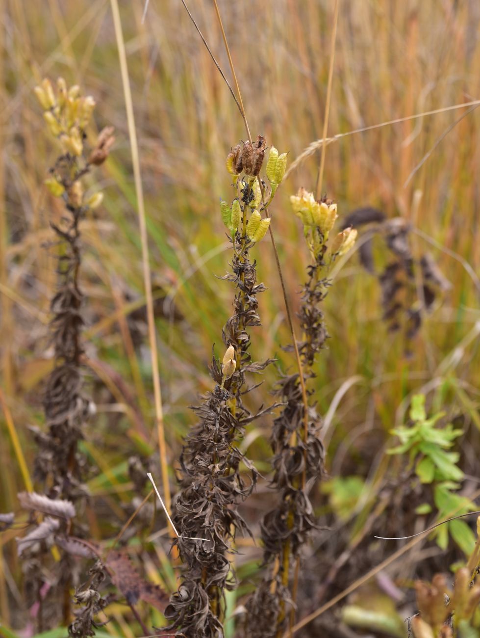 Изображение особи род Aconitum.