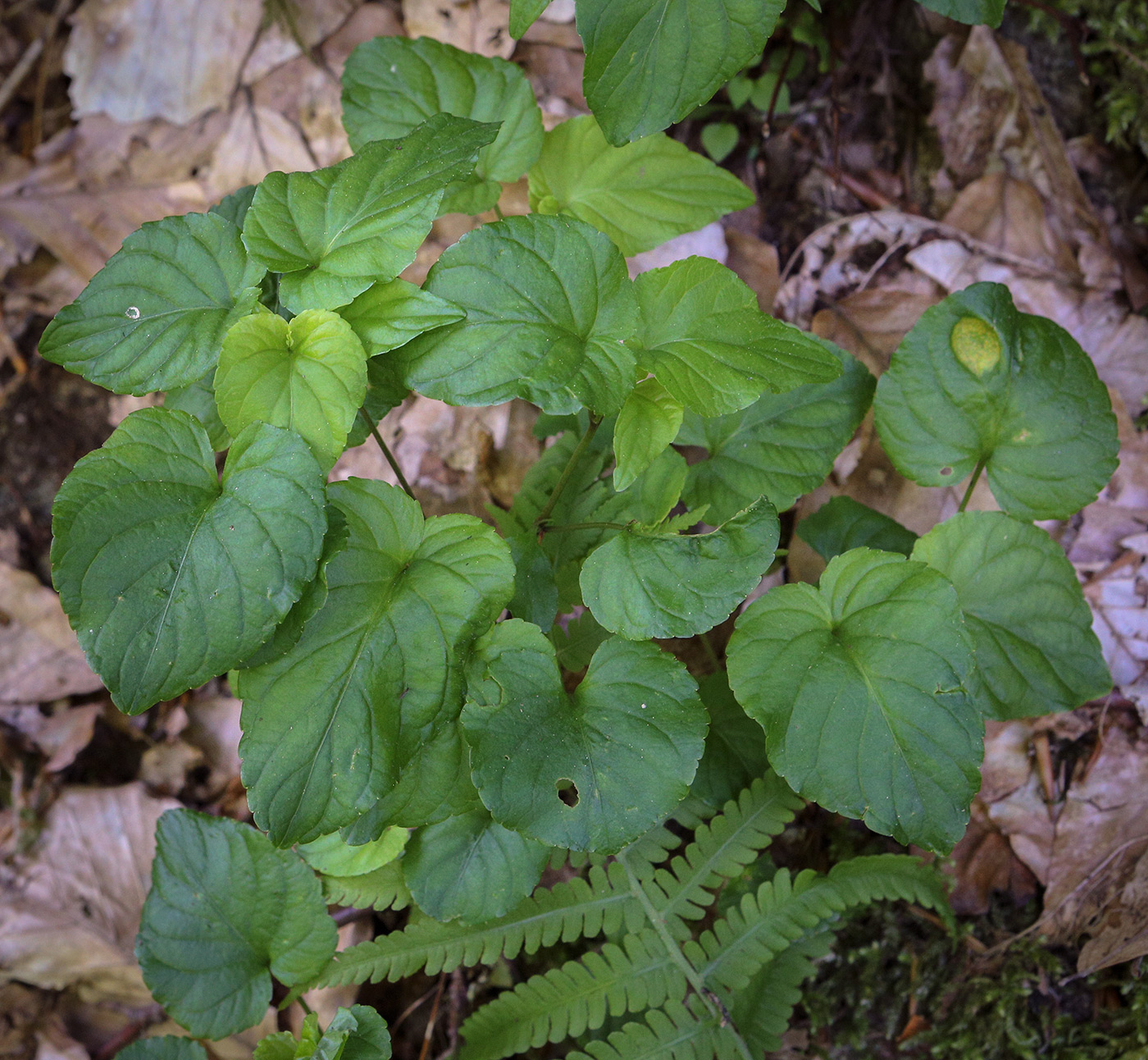 Image of Viola reichenbachiana specimen.