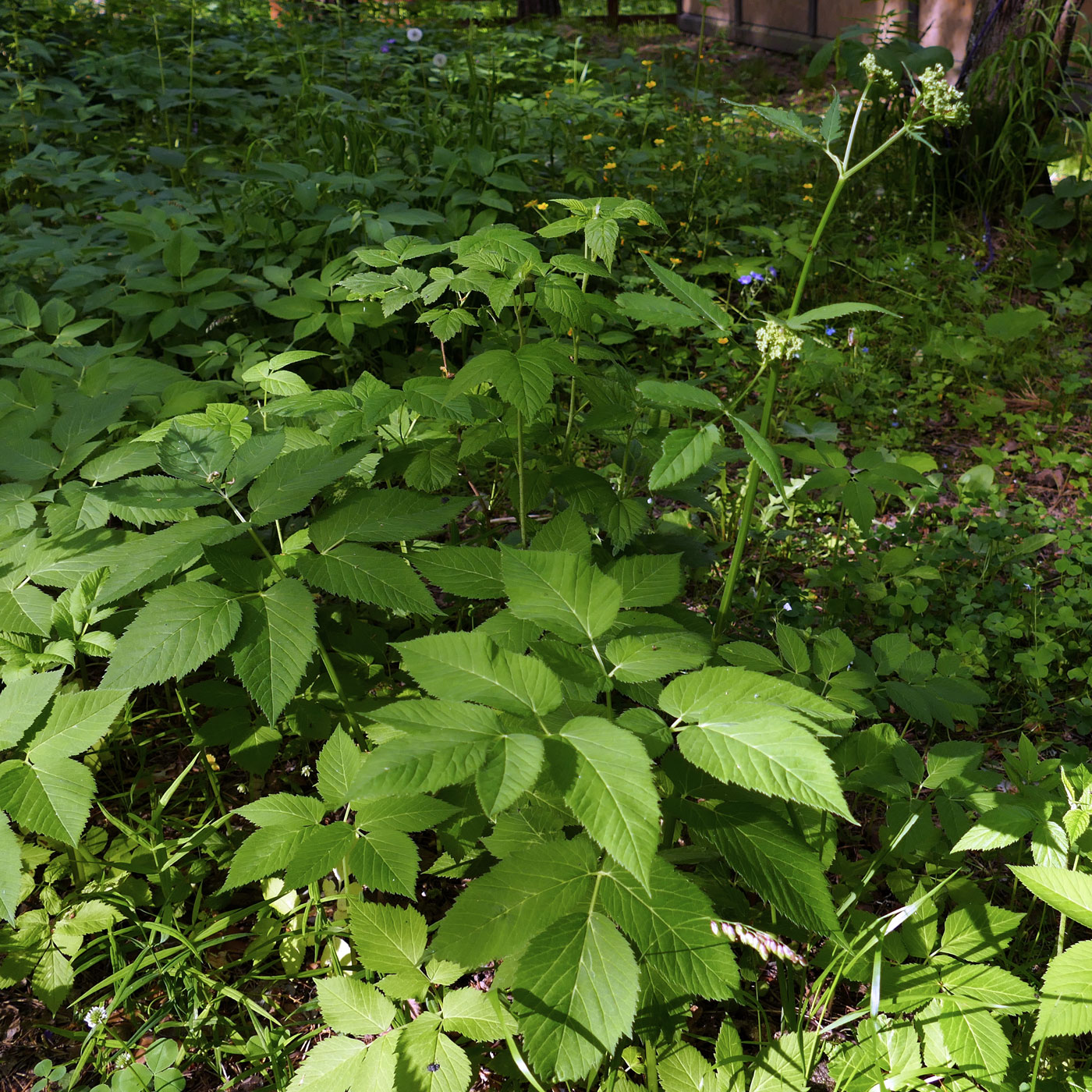 Изображение особи Aegopodium podagraria.