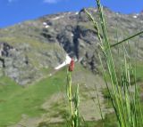 Bistorta carnea. Верхушка цветущего растения. Кабардино-Балкария, Эльбрусский р-н, нижняя часть висячей дол. р. Когутайка, выс. ок. 2420 м н.у.м., луг. 22 июня 2025 г.