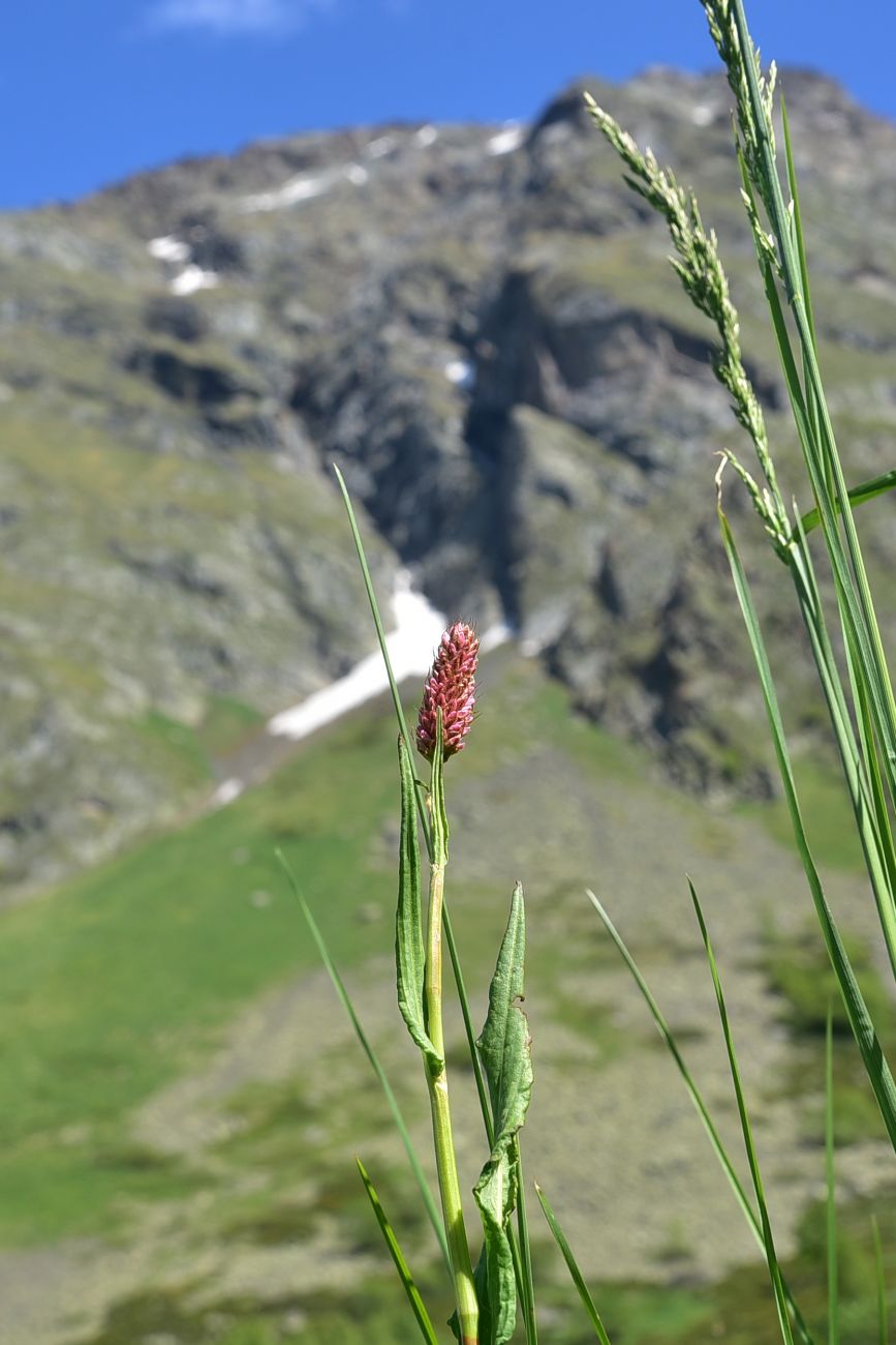 Image of Bistorta carnea specimen.