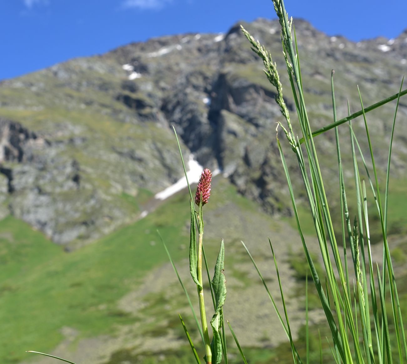 Image of Bistorta carnea specimen.