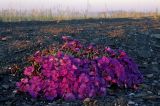 Dianthus repens. Цветущее растение на прибрежном галечнике. Чукотка, Чаунская низм., побережье Чаунской губы, устье р. Тьэюкууль. 20.07.2005.