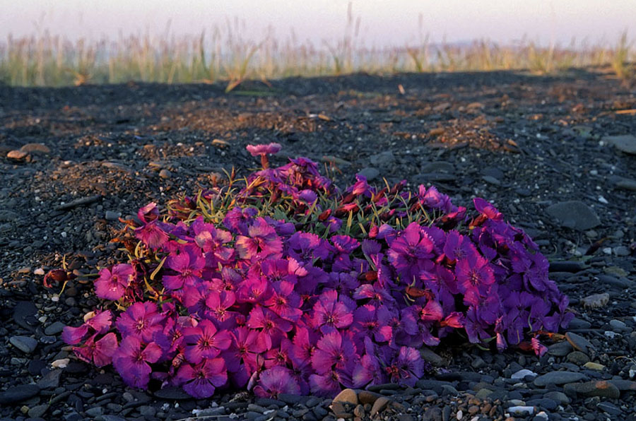 Image of Dianthus repens specimen.