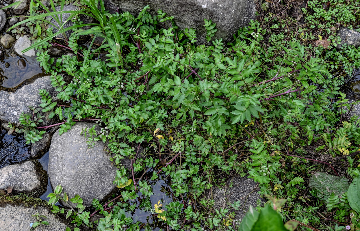 Изображение особи Apium nodiflorum.