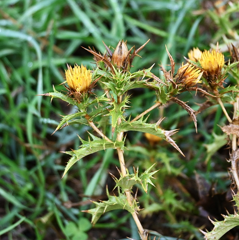 Image of familia Asteraceae specimen.