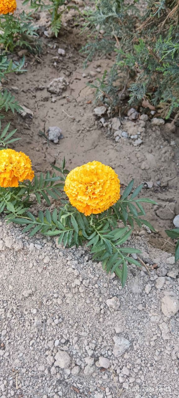 Изображение особи Tagetes erecta.