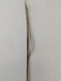 genus Carex. ЛНР, г. Северодонецк, окраина города. 01.05.2026.