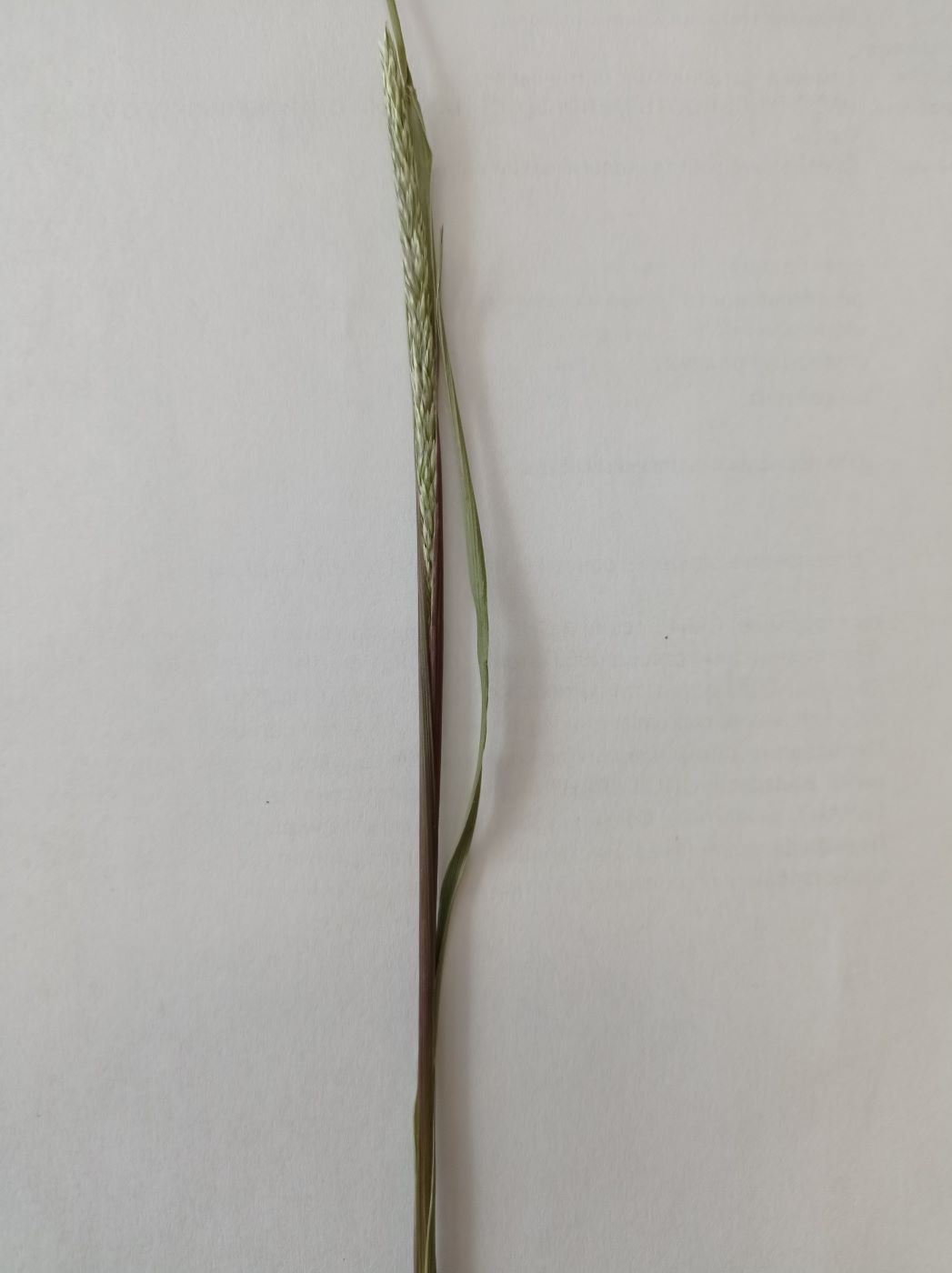 Image of familia Poaceae specimen.