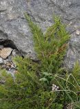 Juniperus sabina. Побег. Кабардино-Балкария, Приэльбрусье, лев. берег р. Шхельда в 650 м выше ур. Улыбка Шхельды, ок. камня. 23 июня 2025 г.