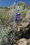 Lupinus mutabilis