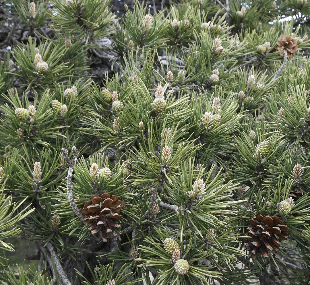 Изображение особи Pinus nigra.