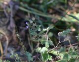 genus Geranium. Верхушка цветущего побега. Грузия, Тбилиси, северный склон г. Сололаки, горная степь. 5 июня 2026 г.