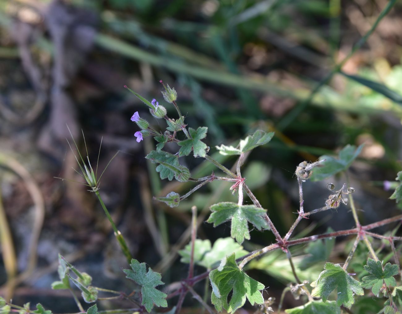 Image of genus Geranium specimen.