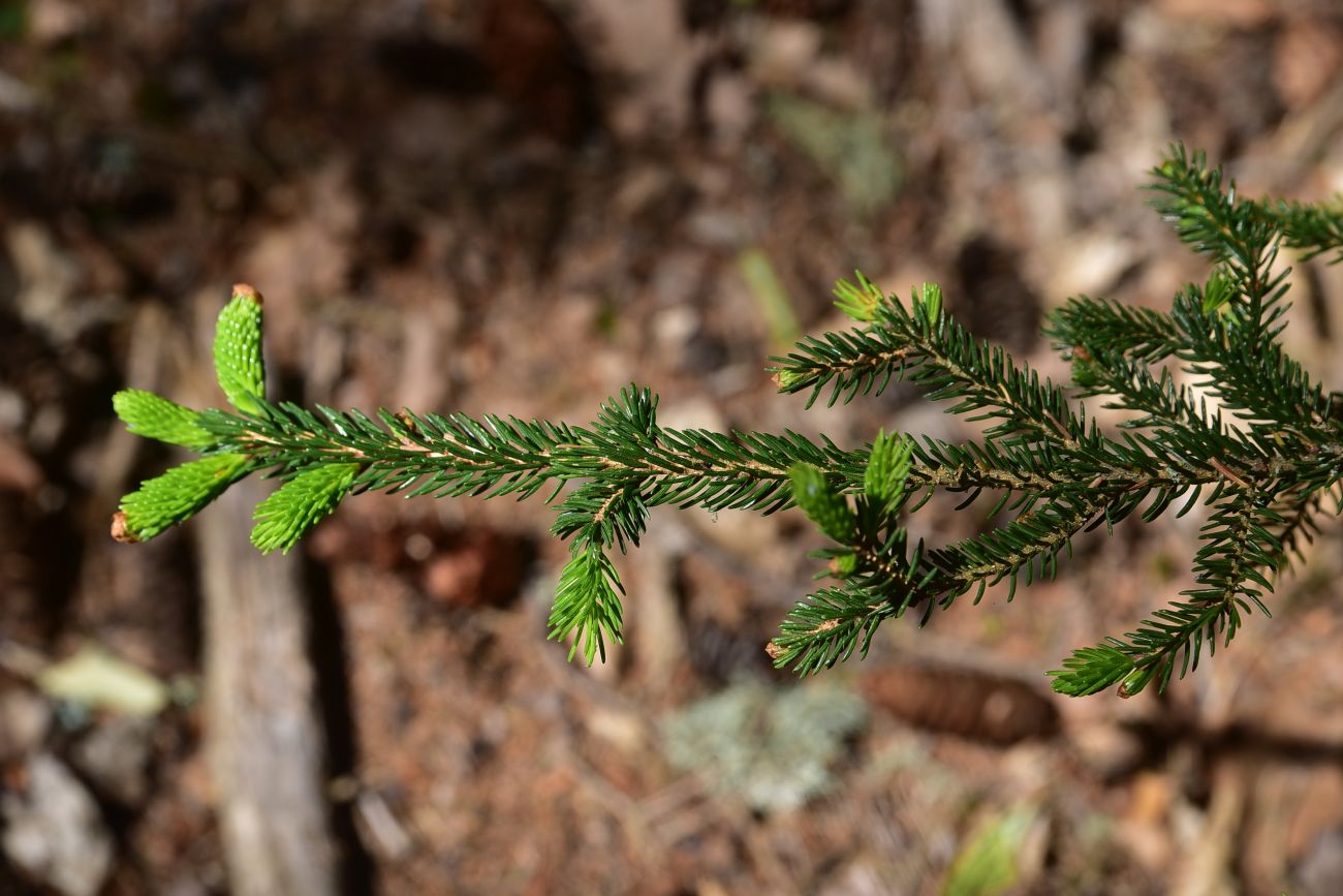 Изображение особи Picea orientalis.