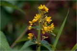Lysimachia vulgaris. Соцветие с ьутонами и цветками. Московская обл., Раменский р-н, окр. дер. Хрипань, садовый участок. 05.07.2026.