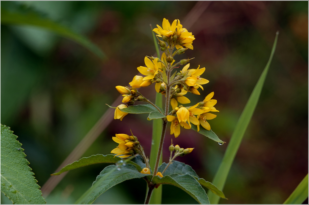 Изображение особи Lysimachia vulgaris.